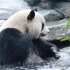 熊猫也有笑声吗？？可爱的梅兰宝子
