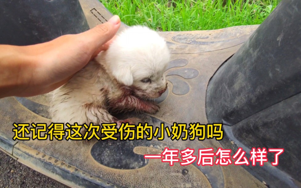 出生没几天糟丢弃受伤的小奶狗,带回一年多后,现在怎么样了?