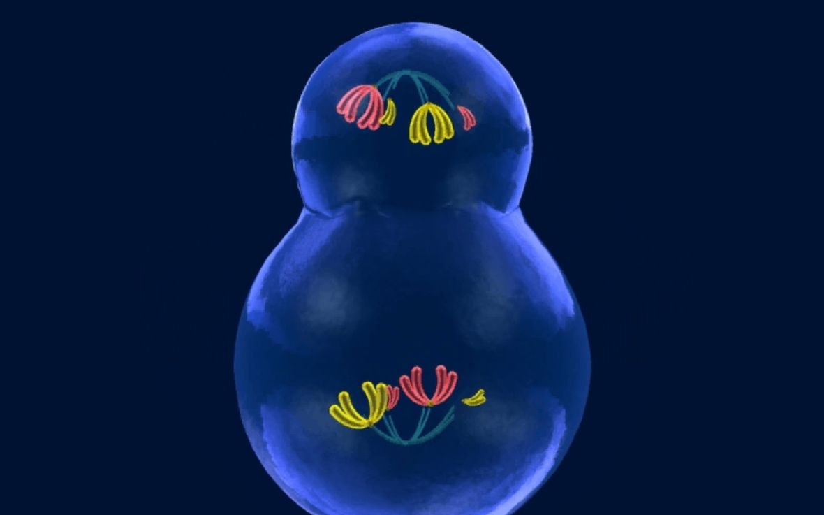 减数分裂（卵细胞的形成过程3D动画）