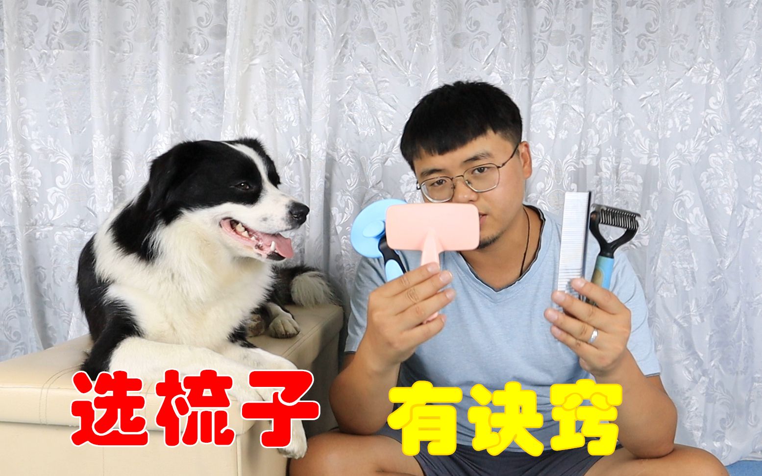 如何避免狗毛满天飞，选好梳子是关键，边牧：别迷恋网红产品
