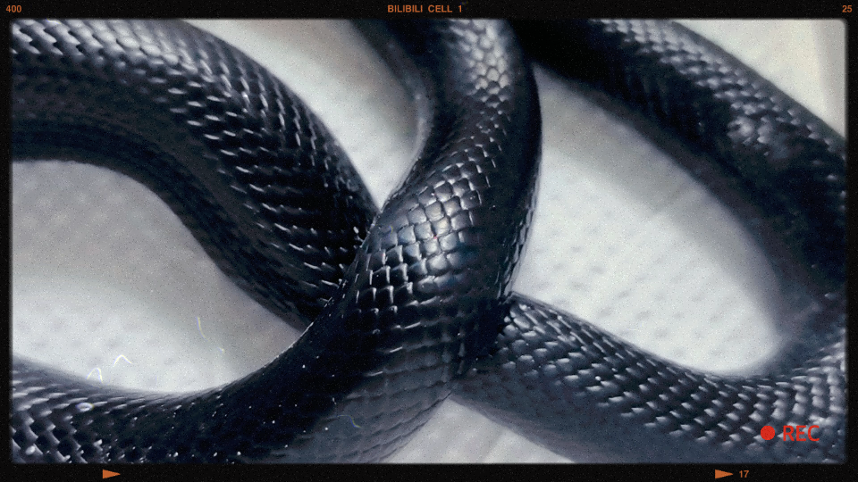 【黑王蛇】色气十足的柳墨