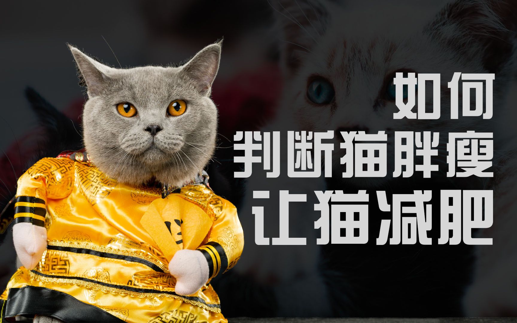 哈咪猫励志减肥大图_微信图片_微茶网