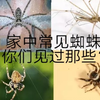 [家中常见系列]家中常见的几种蜘蛛，你们家中见过几种