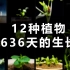 8分钟记录636天，12种植物，这是我2022年拍摄的植物生长