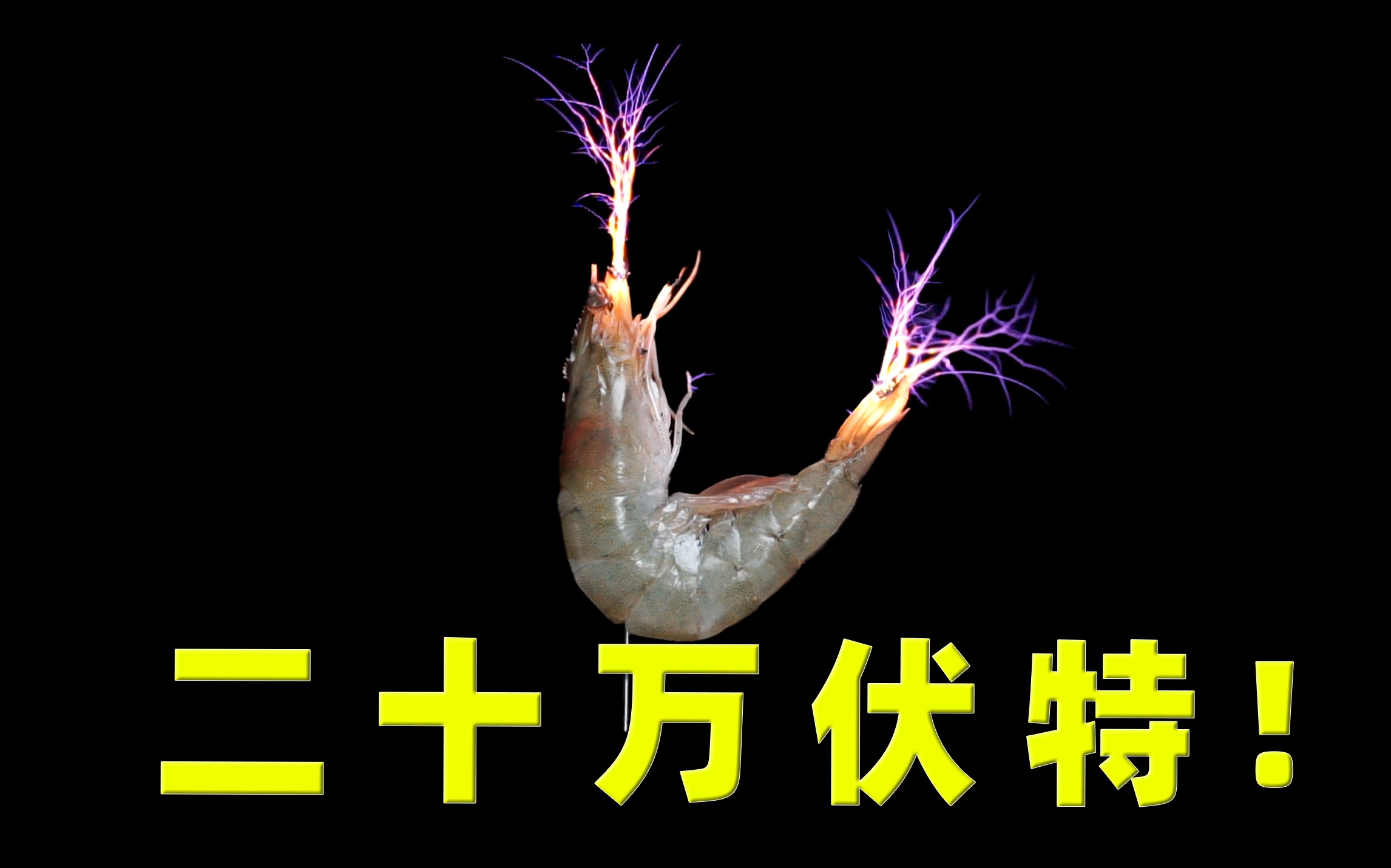 【高压电烧烤？】虾：好玩吗？拿命换的！
