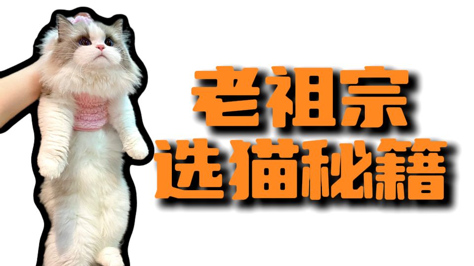 拎一下猫，就知道它长大后什么性格