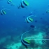 【海底世界】珊瑚鱼群
