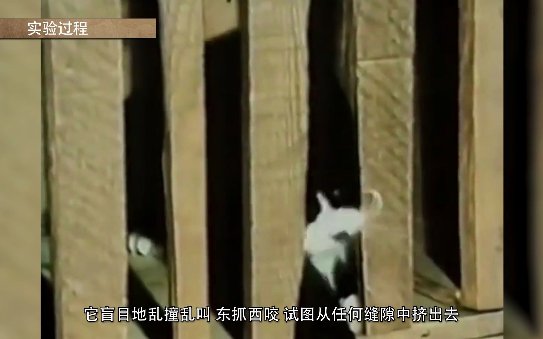 桑代克饿猫迷笼实验哔哩哔哩bilibili