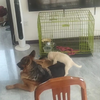 白袜小正太猛攻黑皮体育生