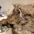 竟与屋主同住半年，捕蛇专家在墙壁里挖出5条眼镜蛇！