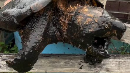 佛罗里达州爱好者从1995年开始饲养 不知道是不是苏旺尼大鳄龟1
