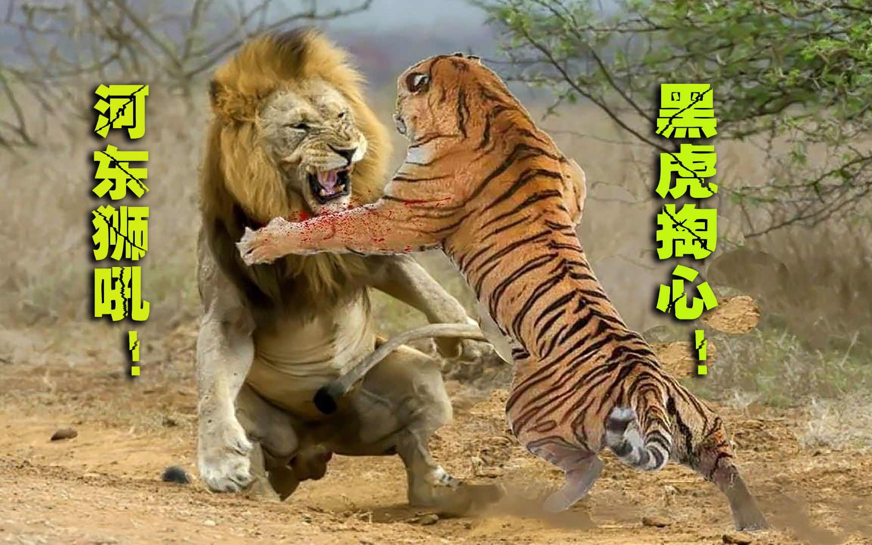 科学家把老虎带到非洲，狮子都不是对手，破坏了非洲生态平衡！