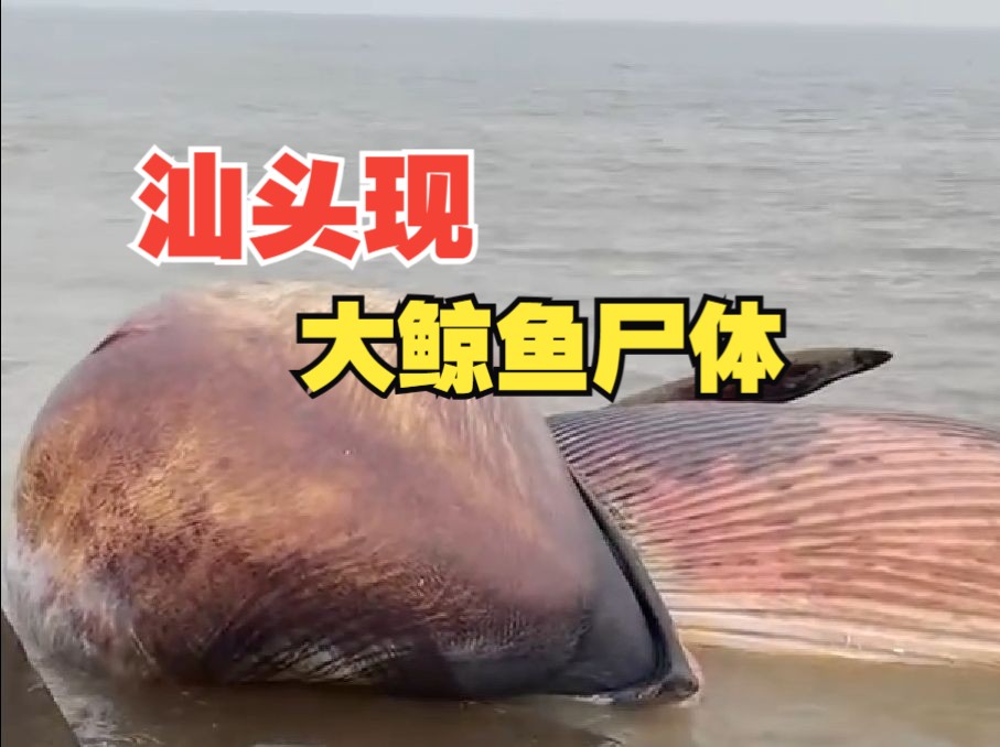 汕头发现一具鲸鱼尸体！知情人称：体长6—7米