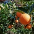 实拍：广西夏橙，网友：夏橙成熟的时候我要买十多斤来吃