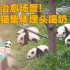 治愈场景！大熊猫集体埋头喝奶～
