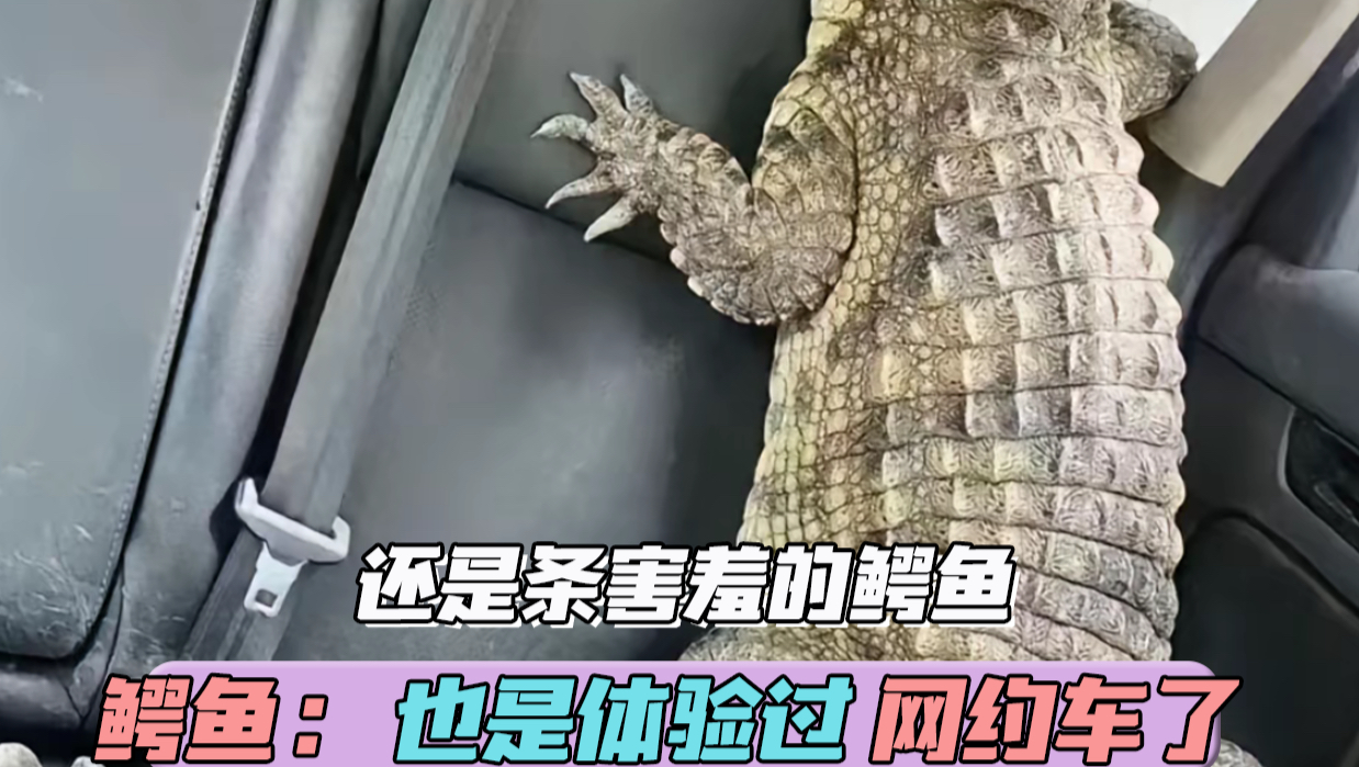 以为是司机想象力丰富，结果是司机的真实经历（素材来源：@广州网约车小超 ）#网约车 #万万想不到 #宠物 #鳄鱼