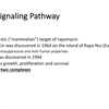 mTOR Signaling Pathway  mTOR Complexes, Regulation and Downstream effects (480p