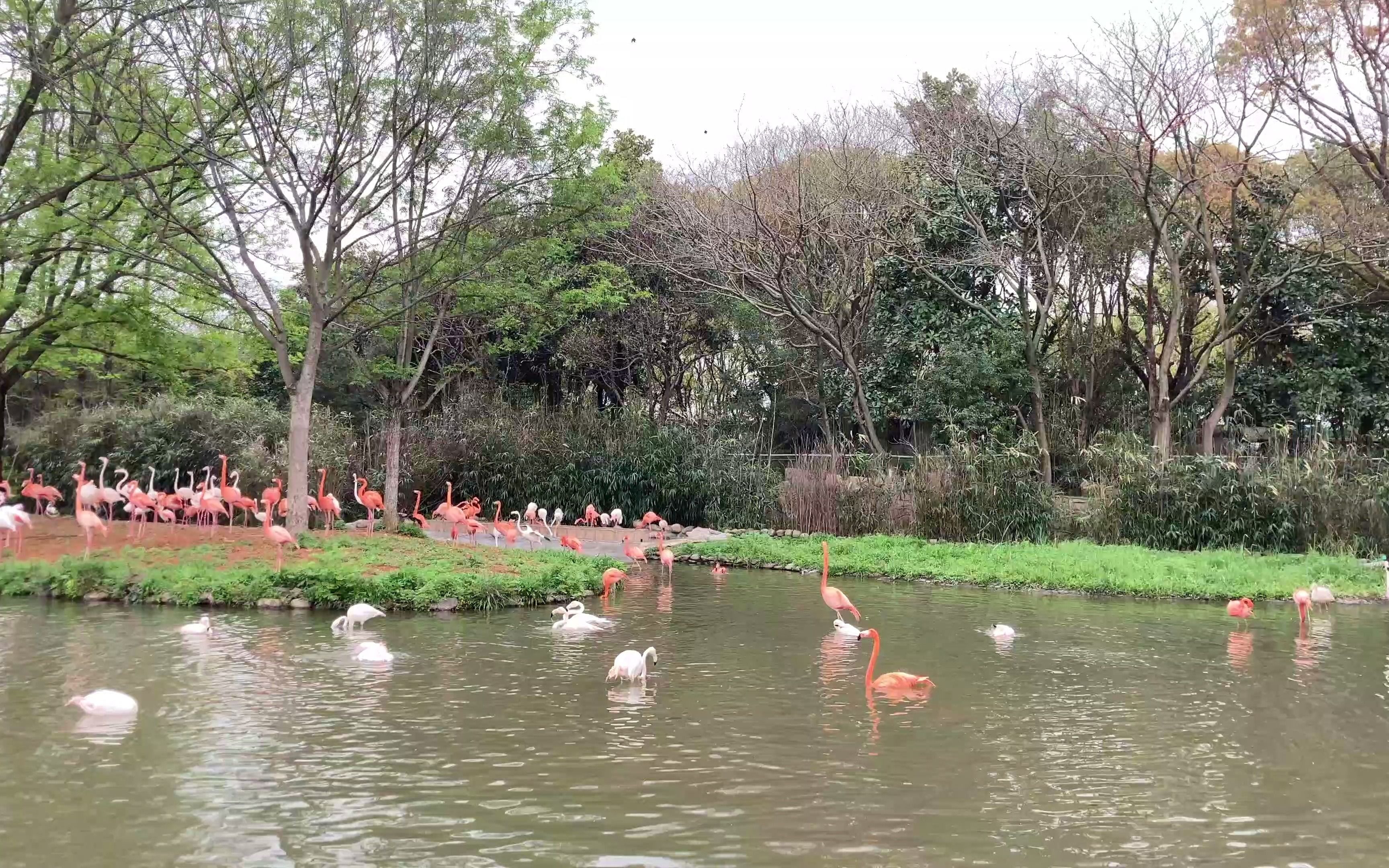 一起来逛动物园吧，4K 60帧 第一人称视角上海野生动物园 Part 1