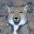 青藏高原的藏狐与棕熊不同的捕捉野兔方法【BBC美丽中国】