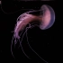 【浮游生物】游水母-魅影刺客_Pelagia - Fearsome Jellyfish