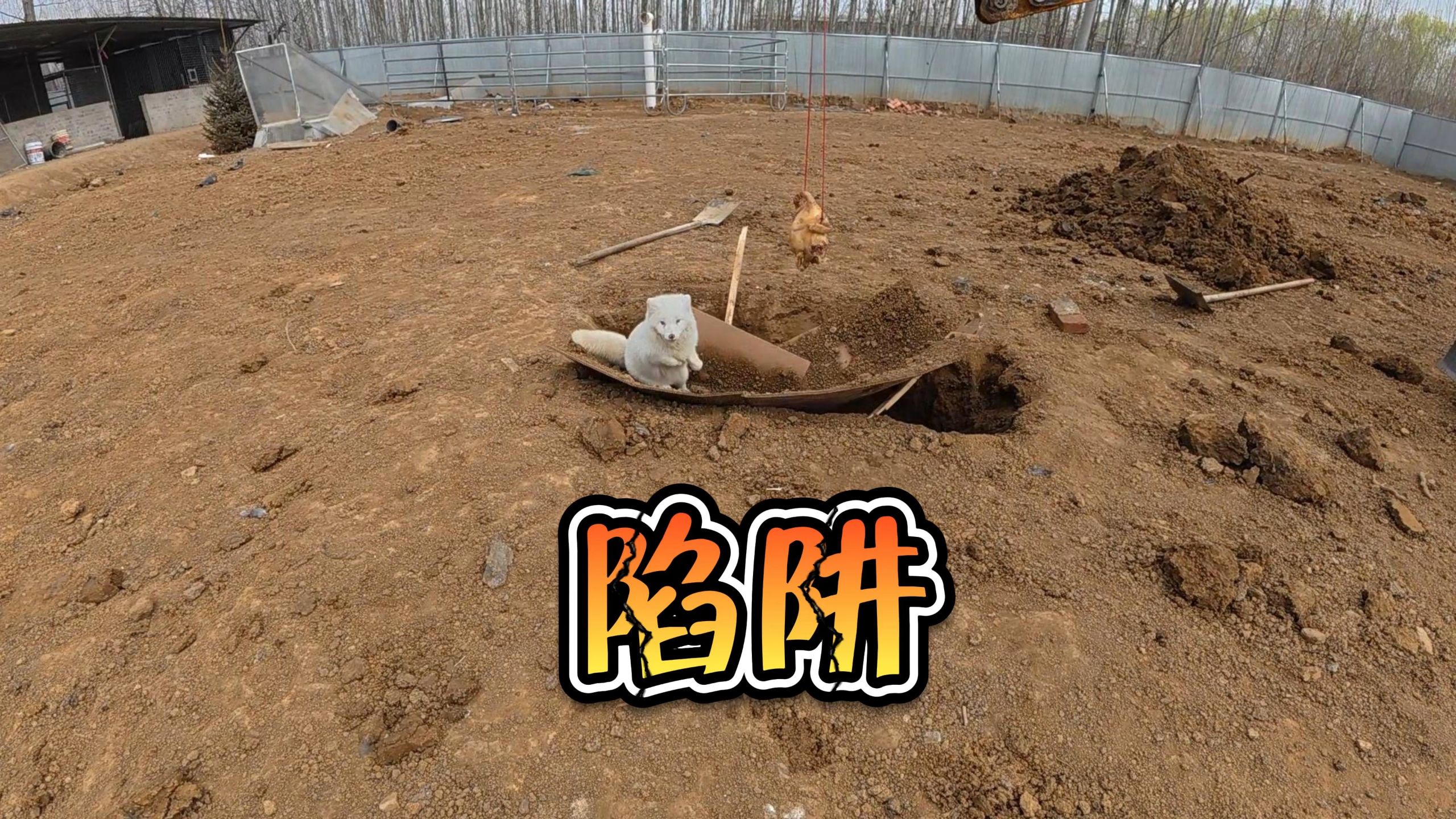 动物陷阱测试！狐狸还是让人出乎意料的！