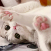 你也不想错过这么可爱的猫猫吧