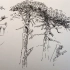 松树怎么画？手绘钢笔速写，入门级绘画教程