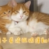 【Kumiko】一个简单粗暴的撸猫视频
