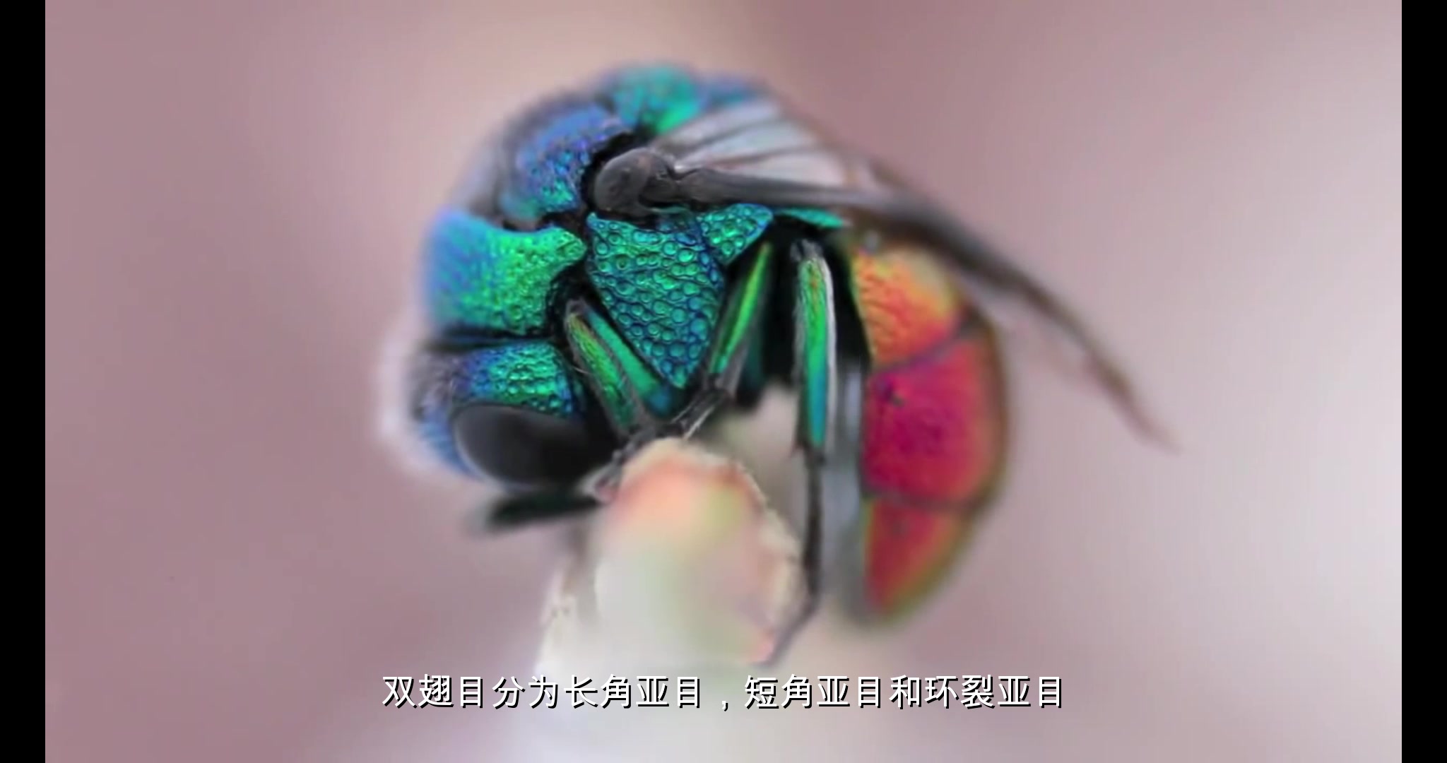 昆虫纲分类（三）