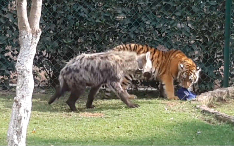 小斑鬣狗和小老虎玩耍2015.5.5