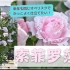 索菲罗莎的花后修剪 – 中文字幕 – 戴尔巴德月季