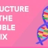 Don't Memorise 遗传学-DNA双螺旋结构