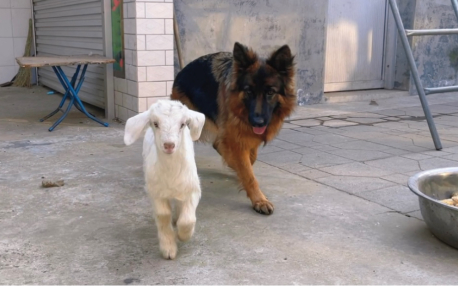 只因在羊群中多看了它一眼，我给我的牧羊犬买了一只羊做宠物