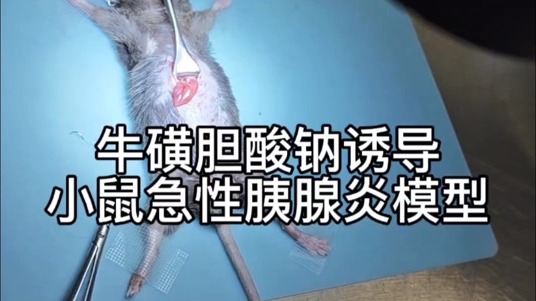 一战封神：零基础解锁小鼠急性胰腺炎宗师级手术造模
