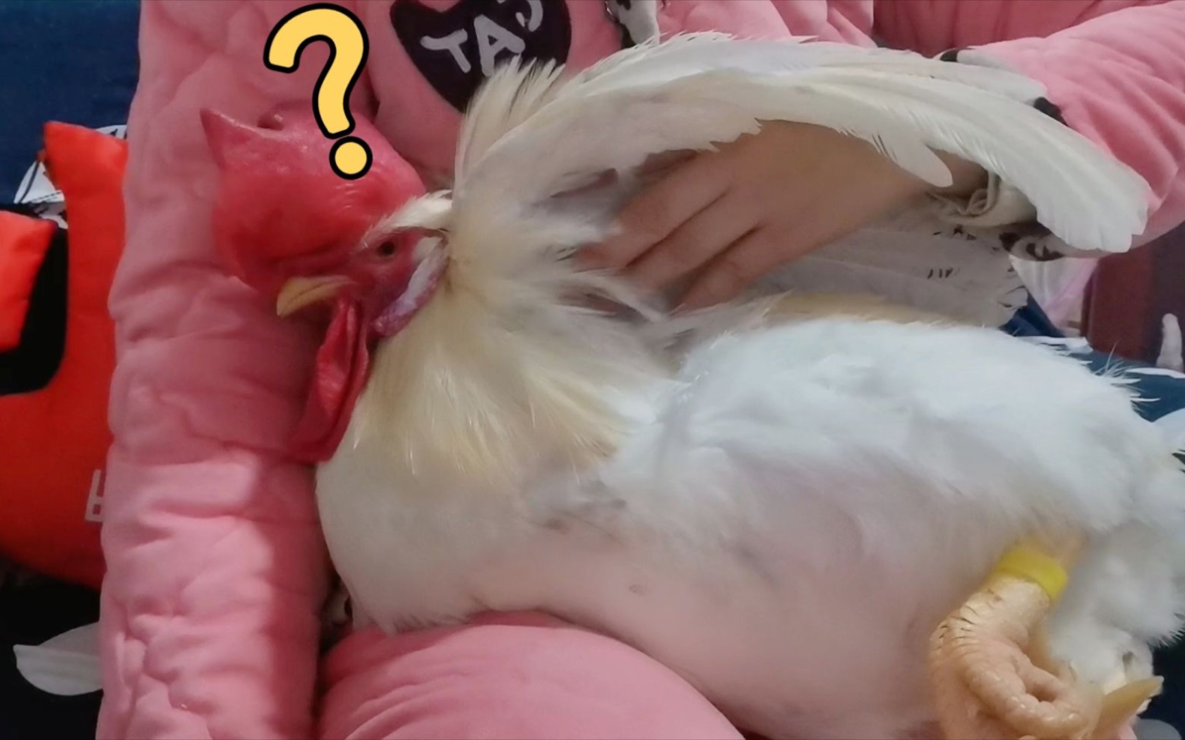 挠鸡的胳肢窝鸡会痒痒吗？