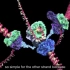 精美的动画模拟 DNA复制，转录和翻译 英文字幕