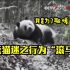 人见人爱的大熊猫为什么被“嫌弃”了？