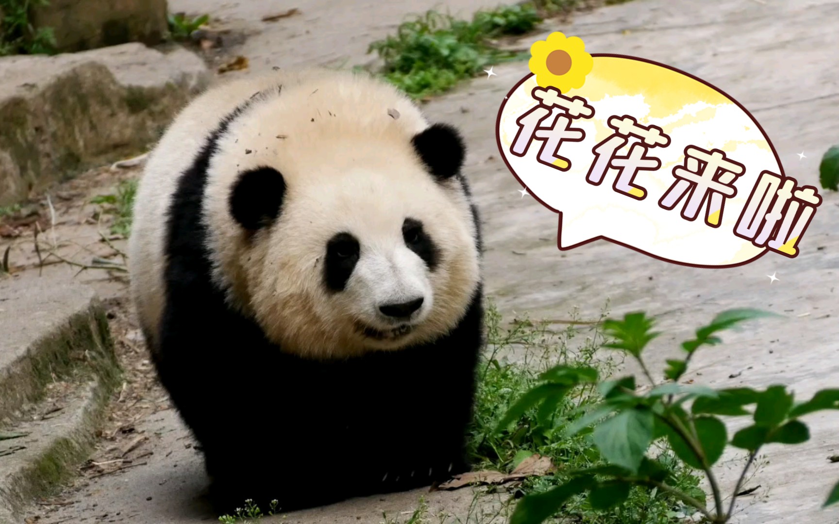 2024最新大熊猫花花头像图片大全-大熊猫花花头像图片大全大全-配图网