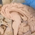 人体标本，中枢神经系统，脑和脊髓，矢状面解剖