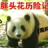 【大熊猫和花】胖头花历险记