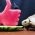 【动物吃播】乌龟吃掉了点赞形状的西瓜
