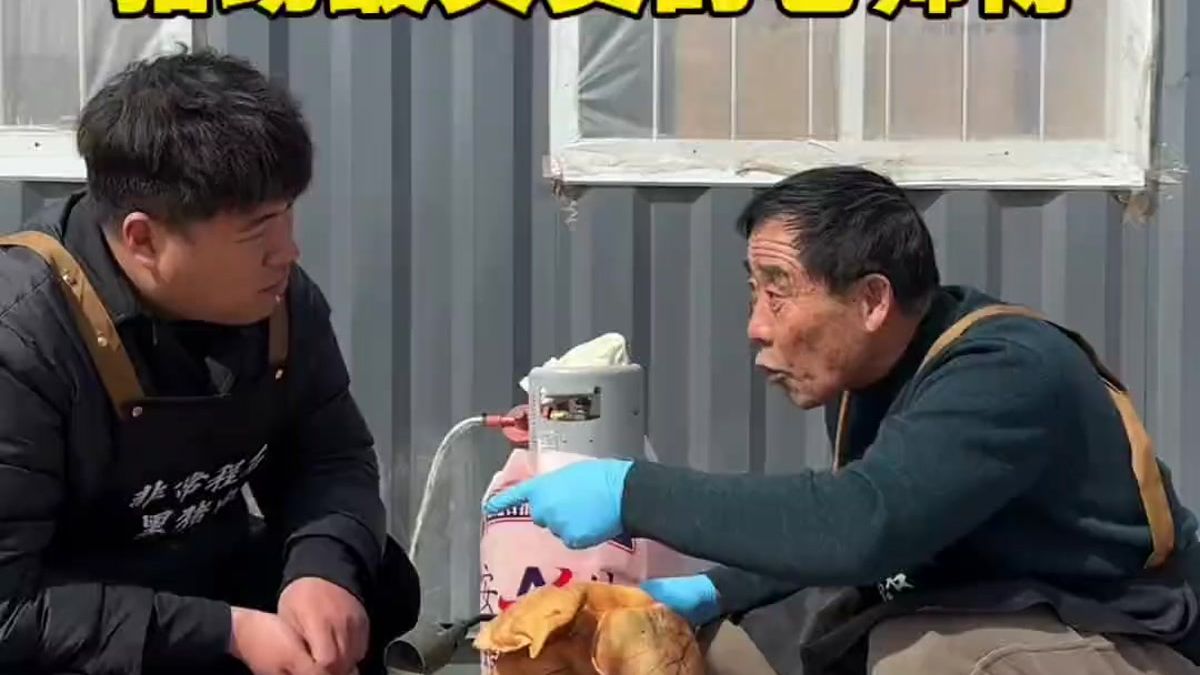 有这老师傅在猪场我就放心了!