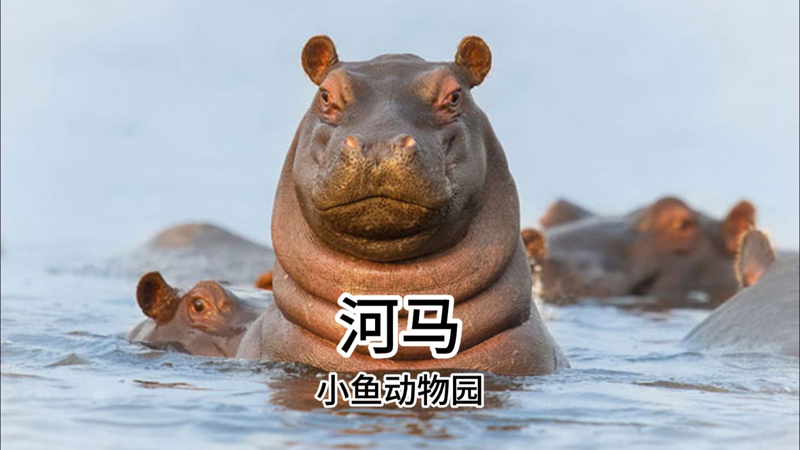 河马：成年雄狮在他眼里，也只是个萝莉