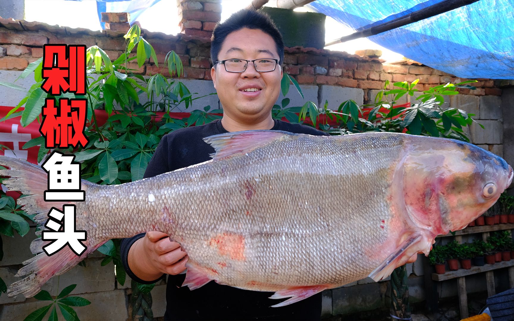 16斤胖头鱼，拿来做“剁椒鱼头”，辣椒放多，吃得满头大汗！