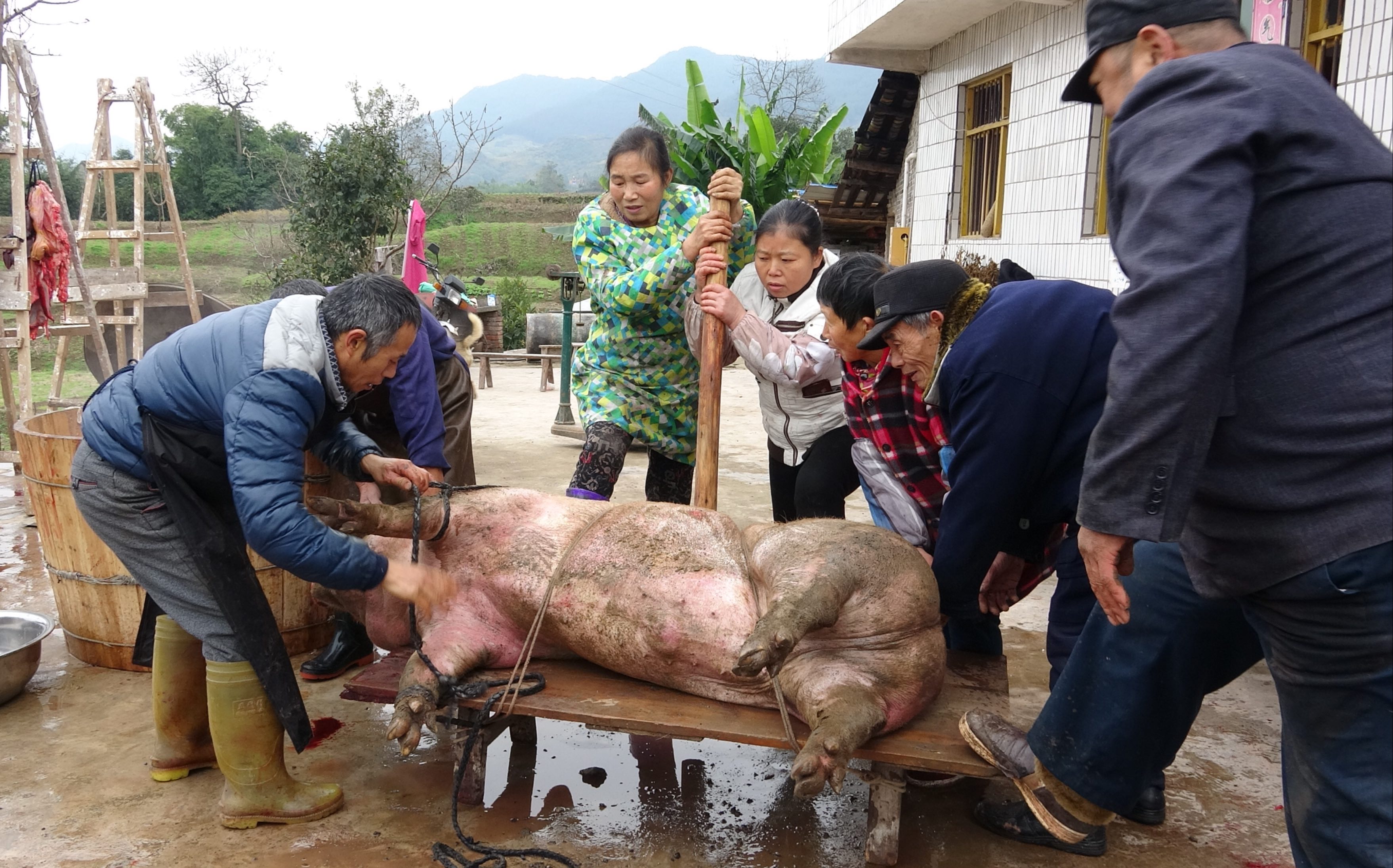 实拍农村杀年猪:7个人按一头肥猪,中途还发生这种意外!