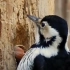 全网最高能的 啄 木 鸟