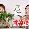 香 菜 蛋  糕 ！一 口 入 魂