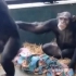 俩猩猩挺会玩，这智商是真的高啊！哈哈哈