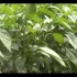 辣椒种植技术视频（辣椒种植收益）高产辣椒栽培技术