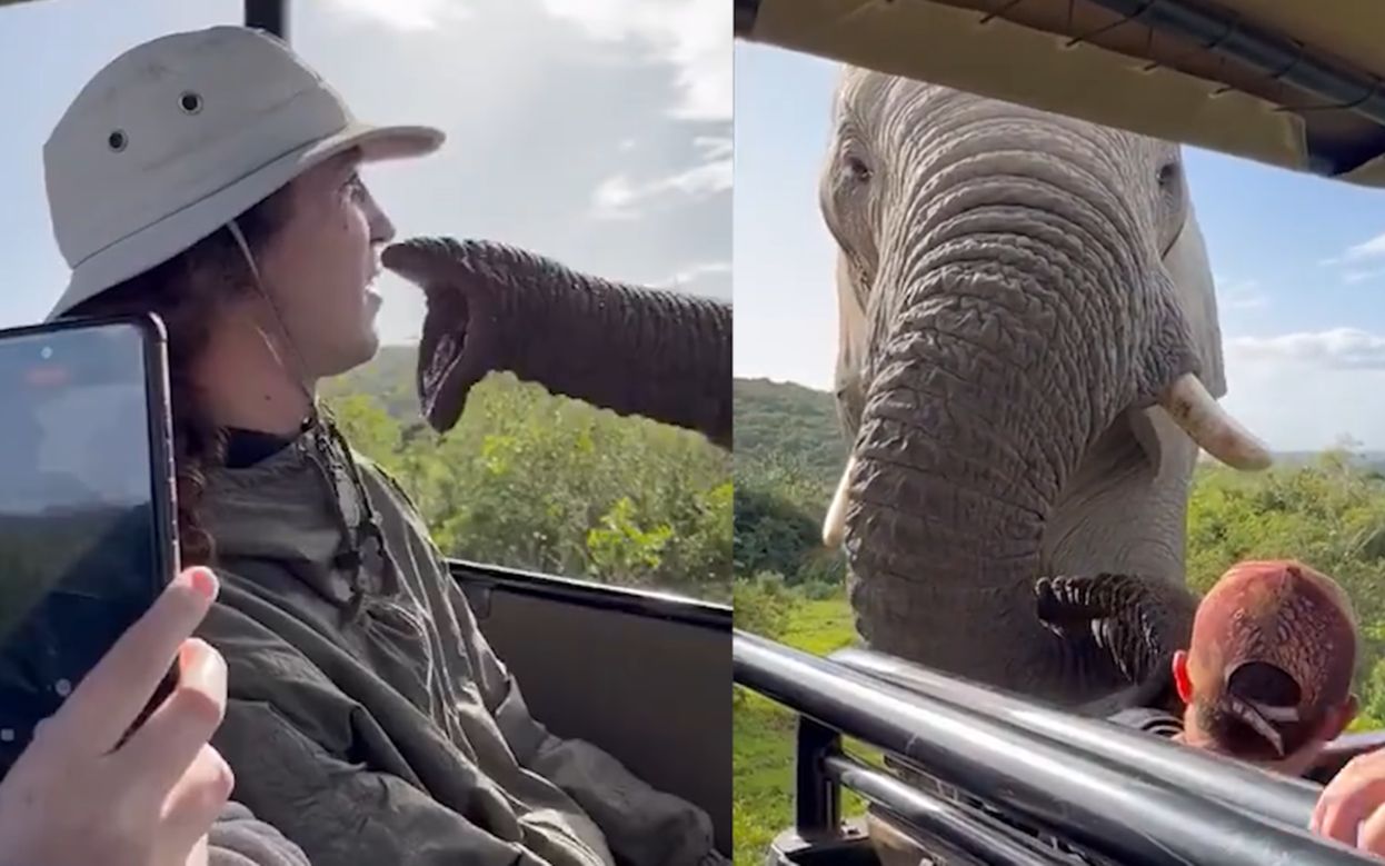 南非一只大象走近观光车“调戏”游客，一车人吓到不敢乱动：太大了